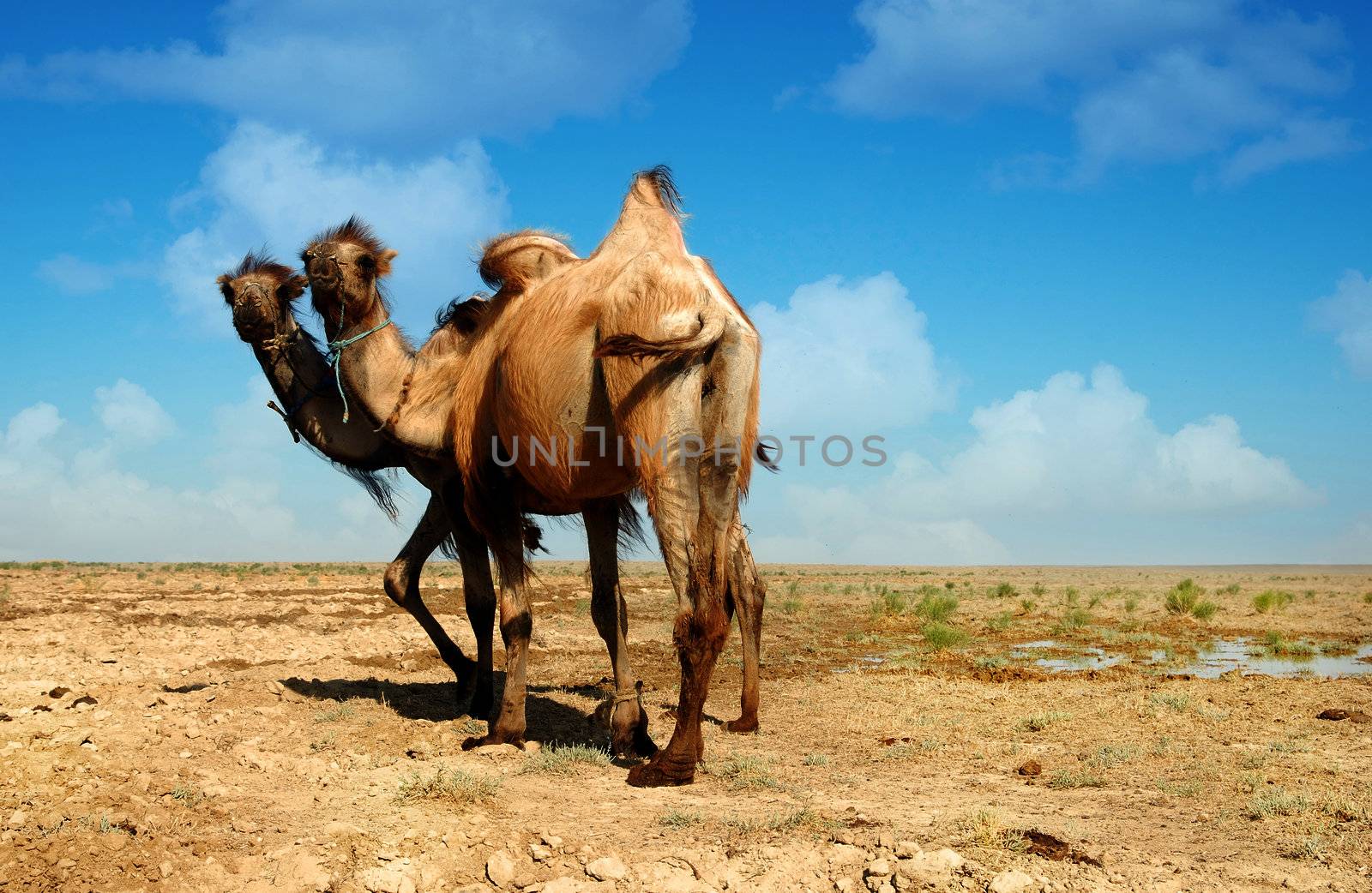 Candid photo of two camels standing in the desert