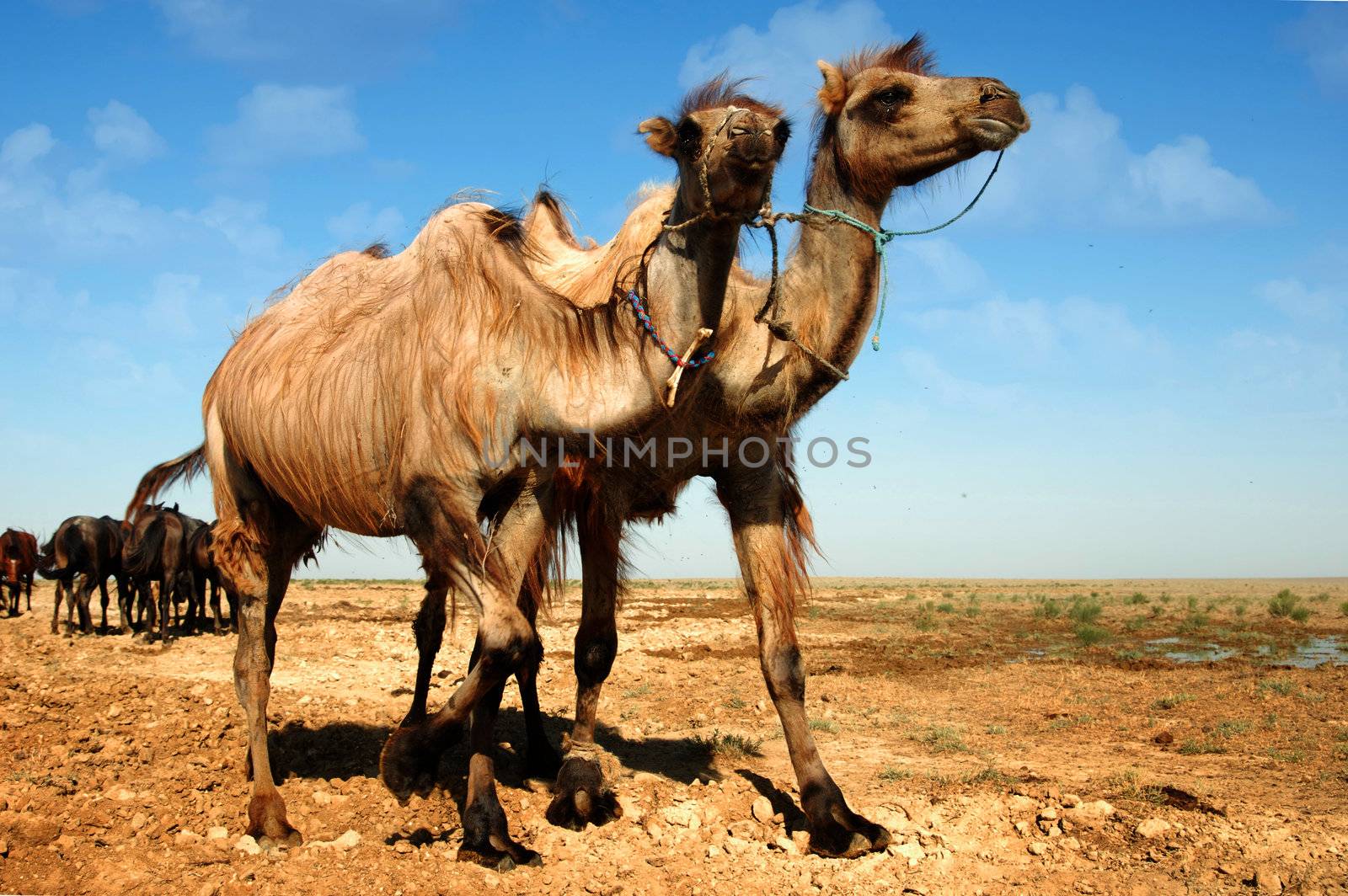 Photo of two camels walking near the horses