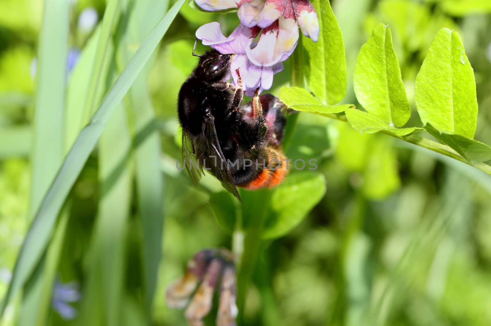 Bumblebee sitting on a flower among green grass
