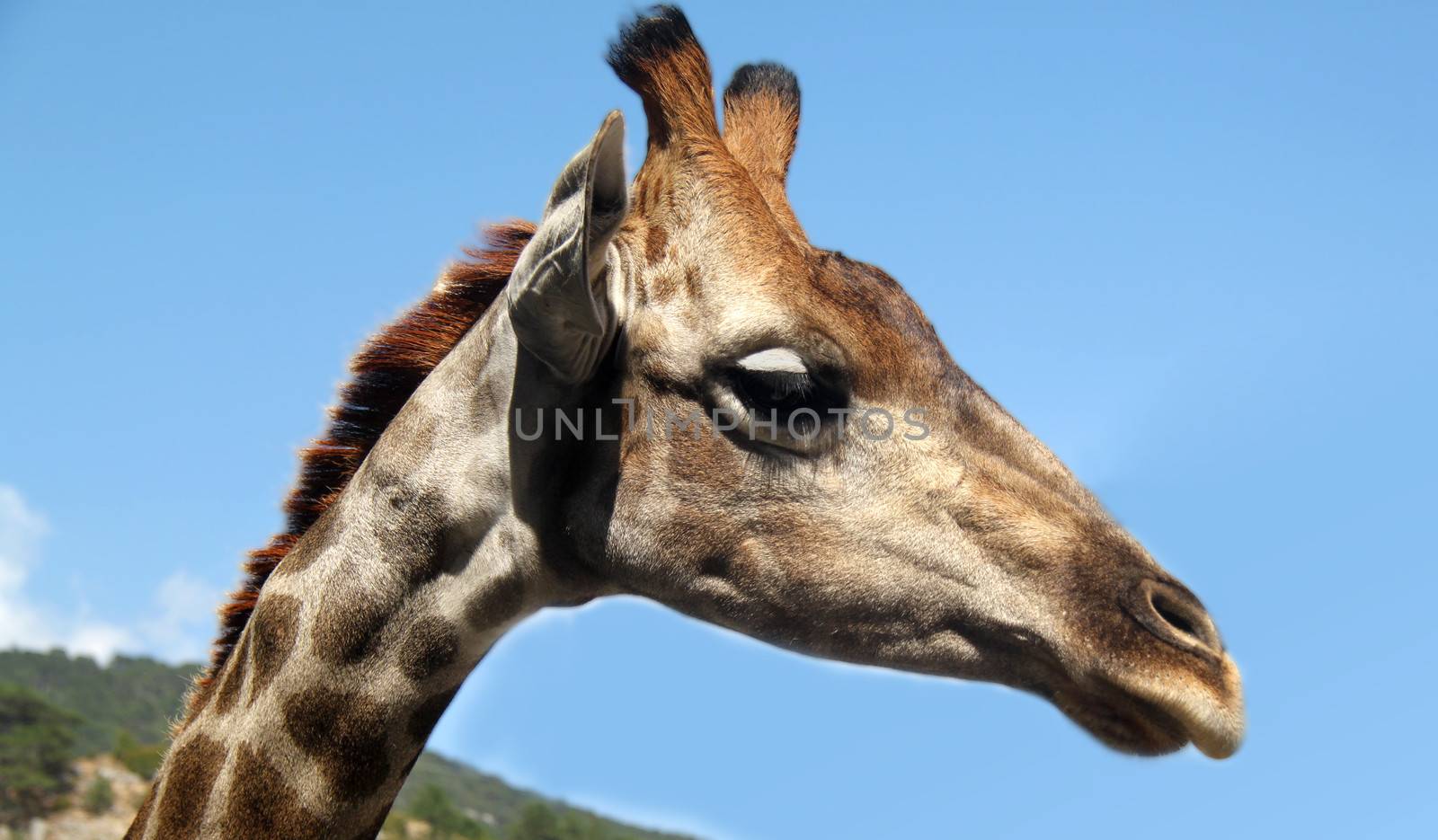 Portrait of a baby giraffe