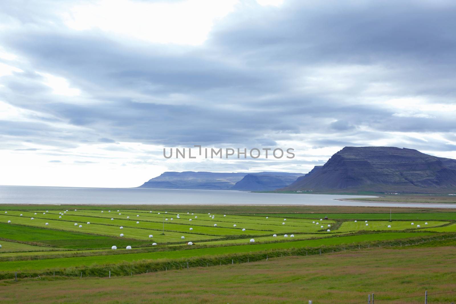 Hay bales in white plastic on the meadow. Iceland
