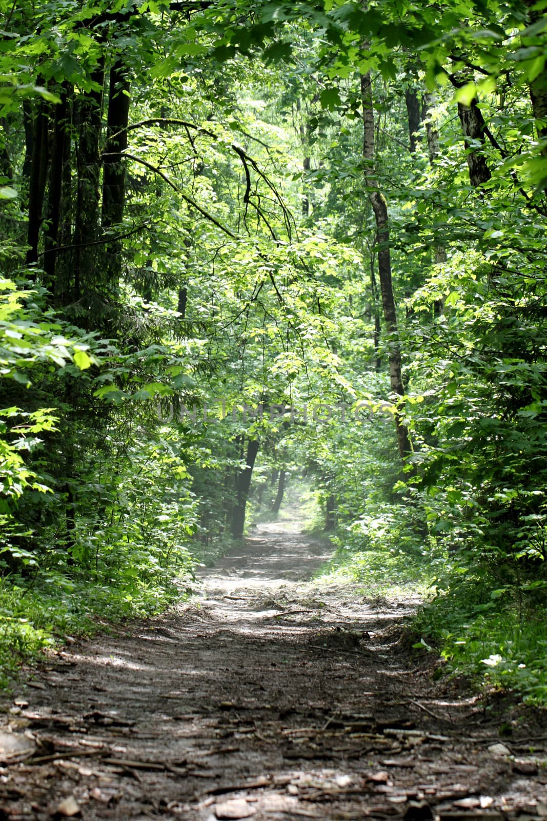 The road in spring forest in the morning