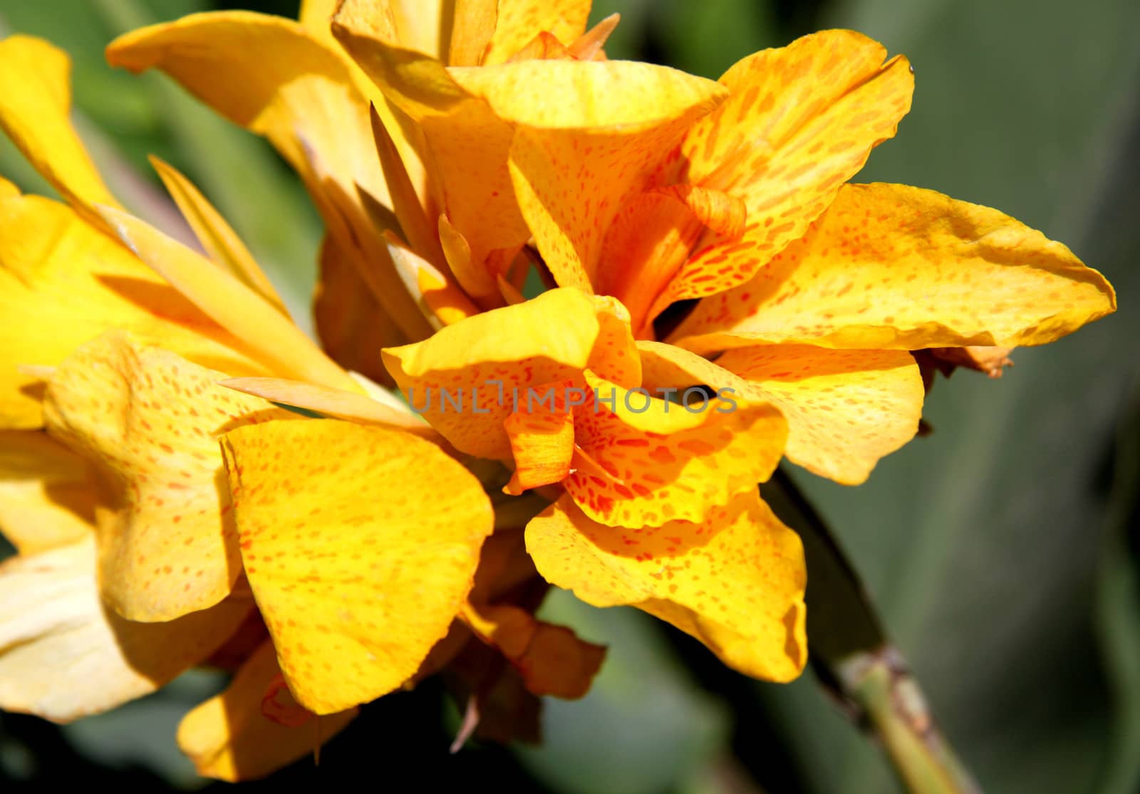 Big beautiful yellow   flower