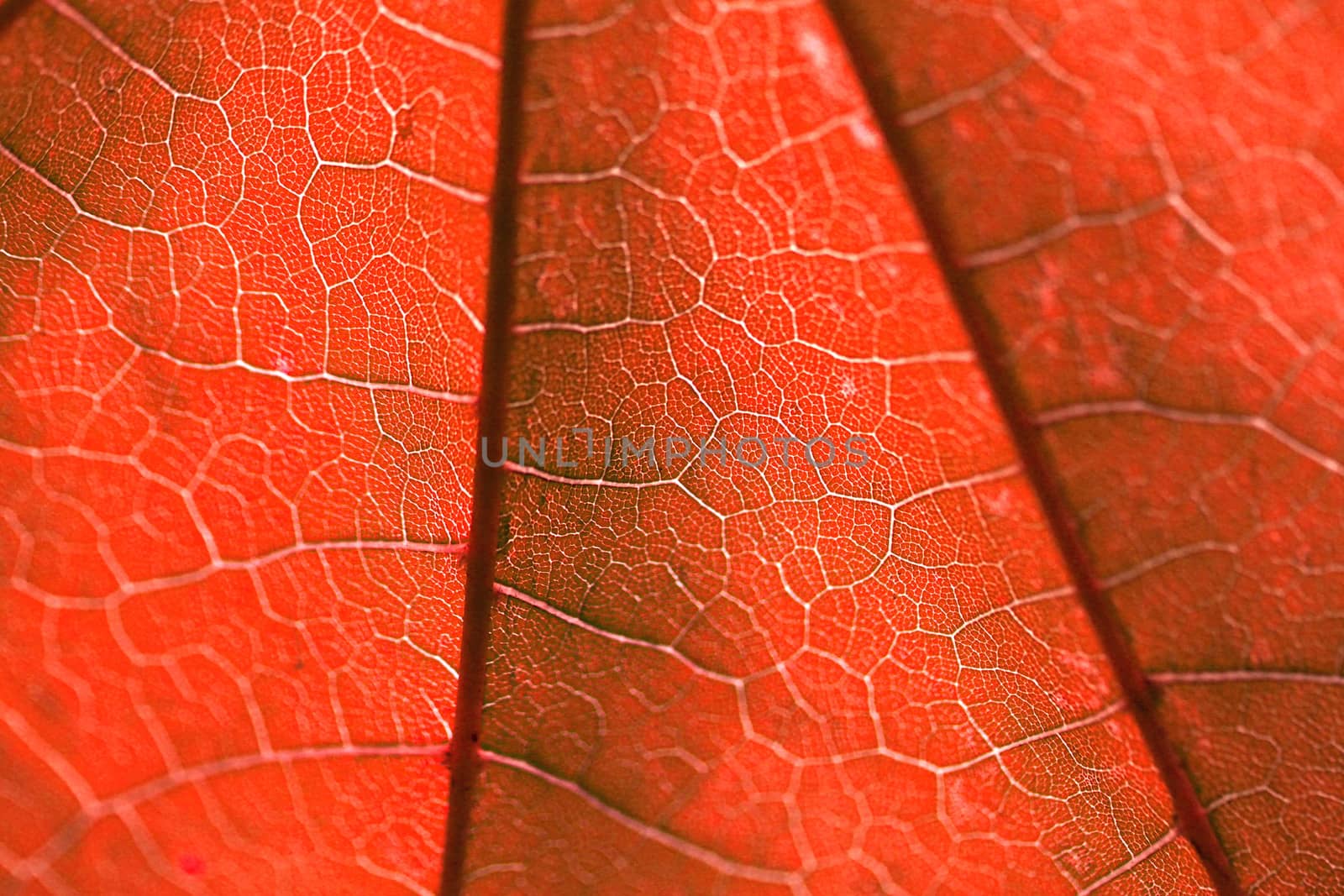 Texture of a red leaf
