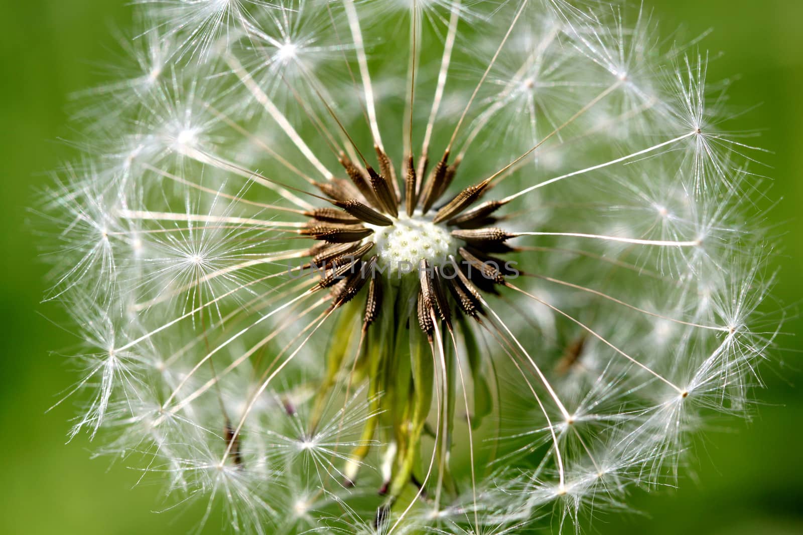 White spring dandelion flower by kostin77