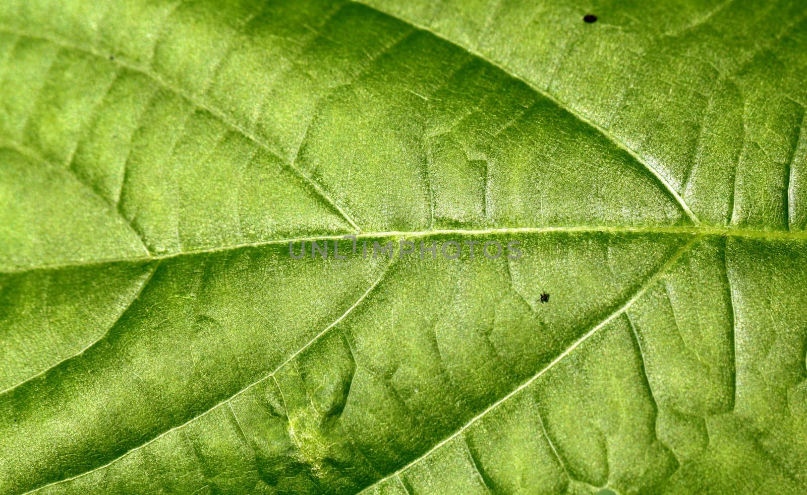 Texture of a green leaf .