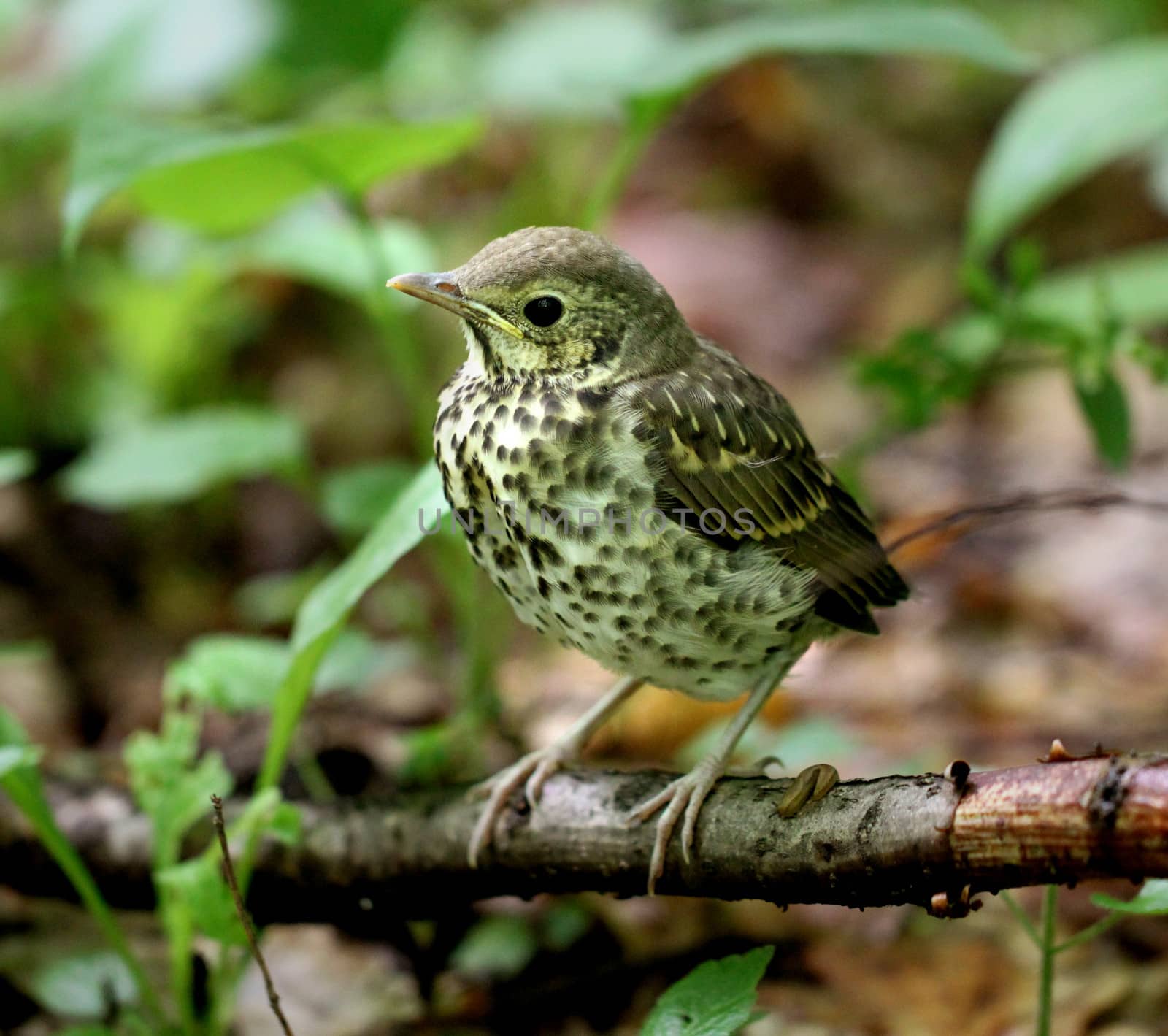 Little bird blackbird