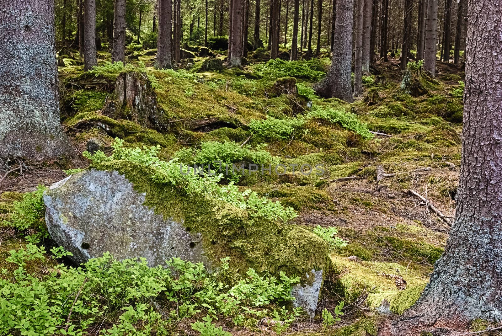 The primeval forest with mossed ground-HDR
