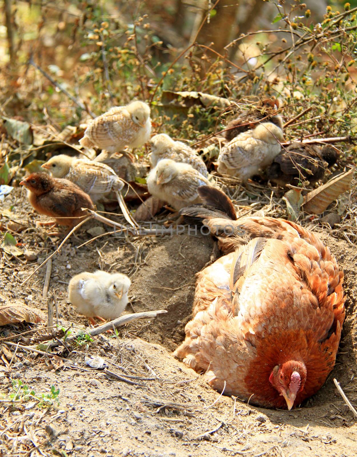 Natural newborn chickens and mother hen 