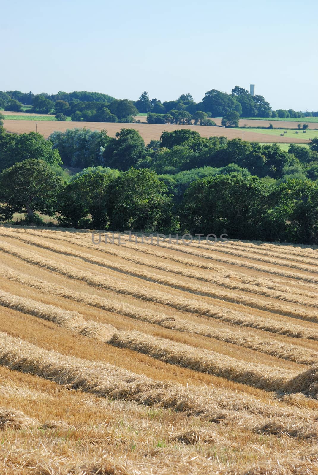 straw in a field after harvest