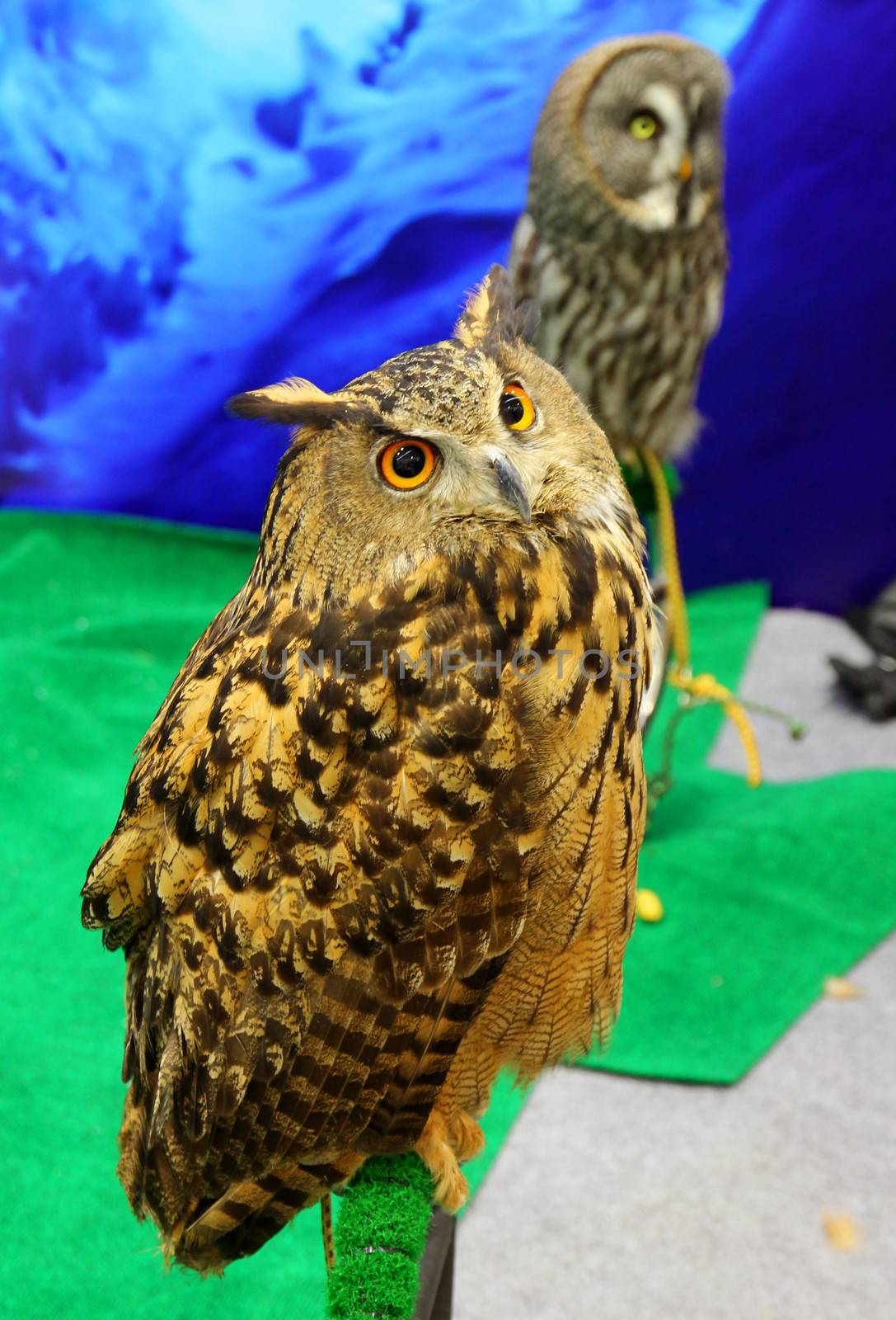 Two owls sitting on branch