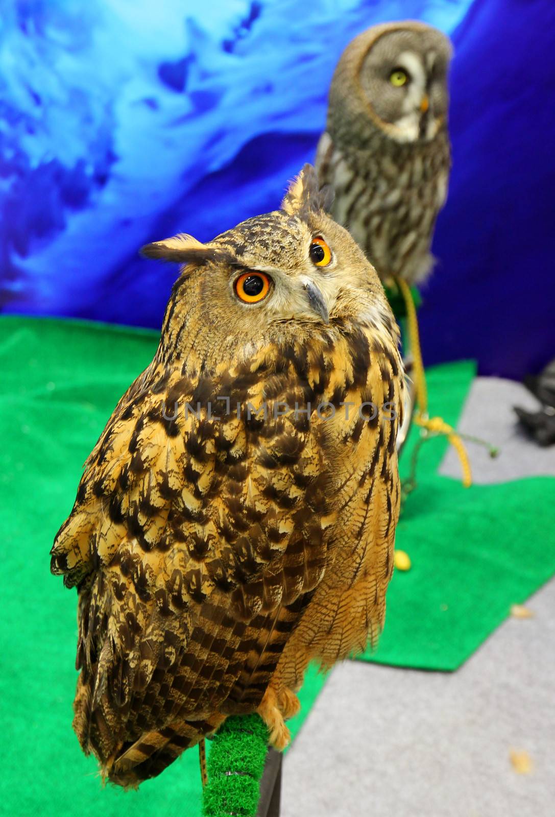 Two owls sitting on branch