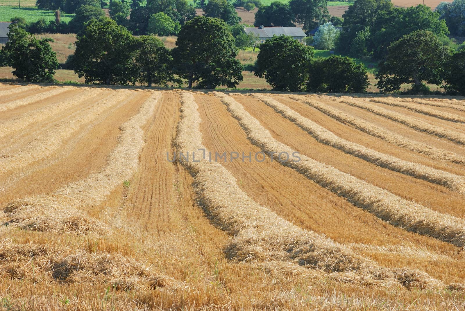 straw in a field after harvest