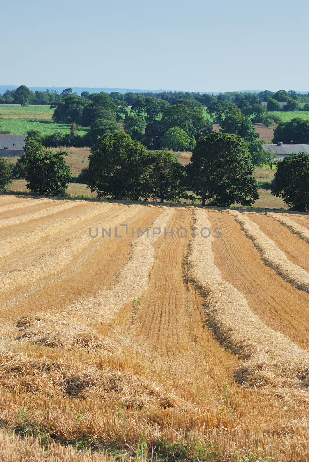 straw in a field after harvest