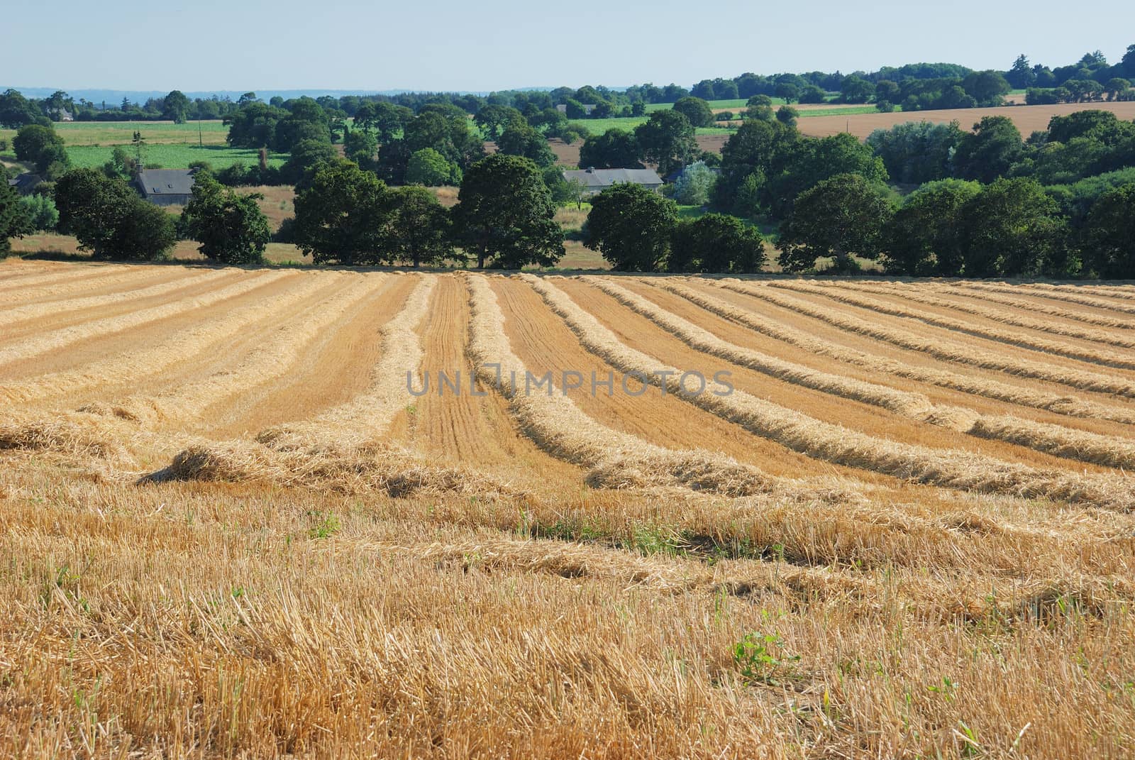 straw in a field after harvest
