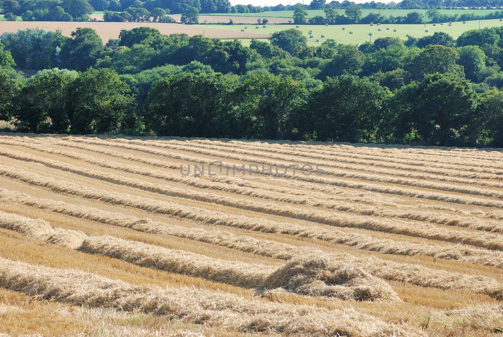 straw in a field after harvest