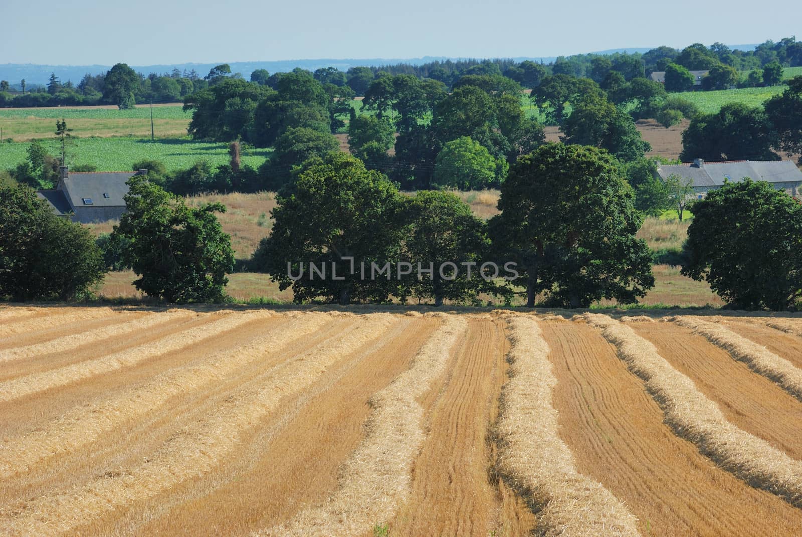 straw in a field after harvest