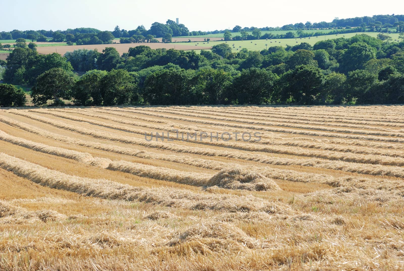 straw in a field after harvest