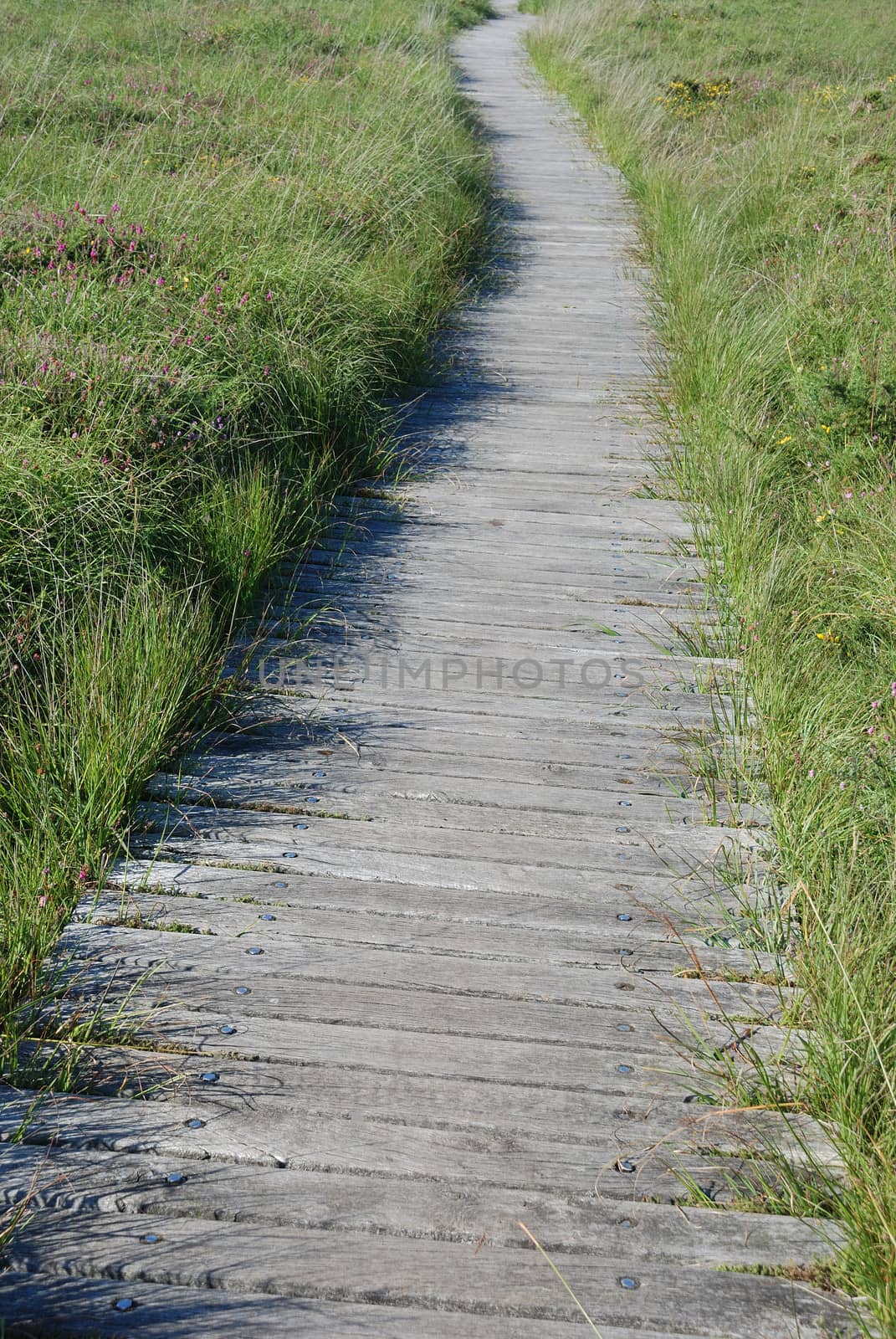 wooden path in the moor
