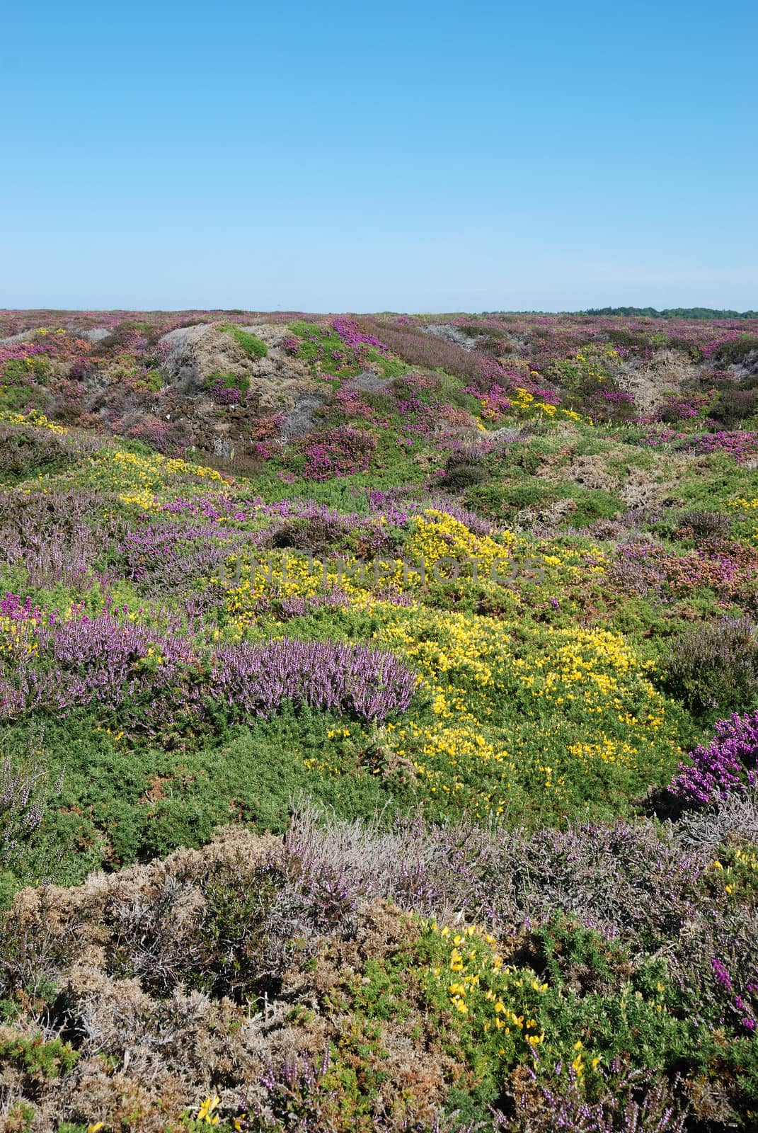 heathland with heather and gorse