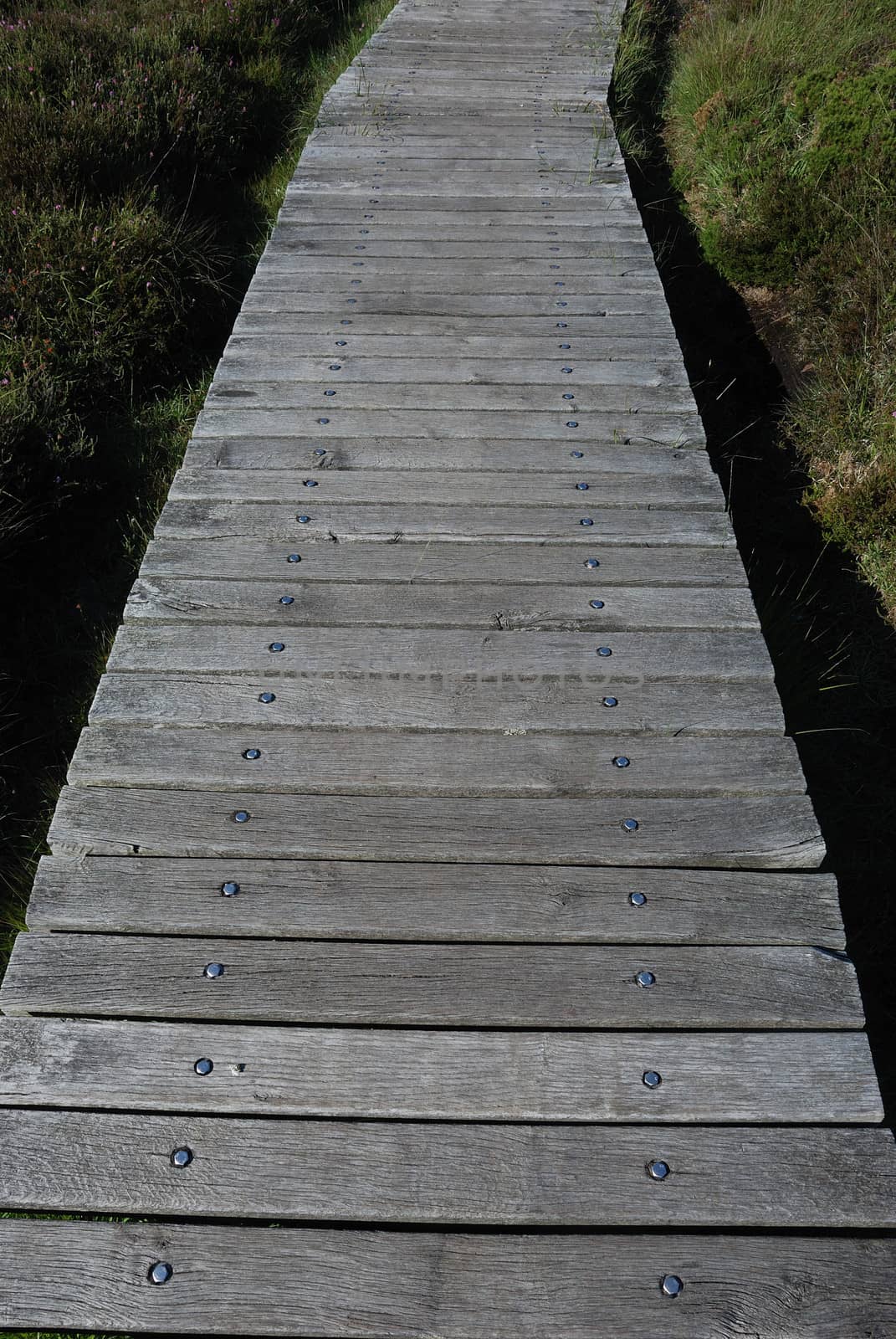 wooden path in the moor