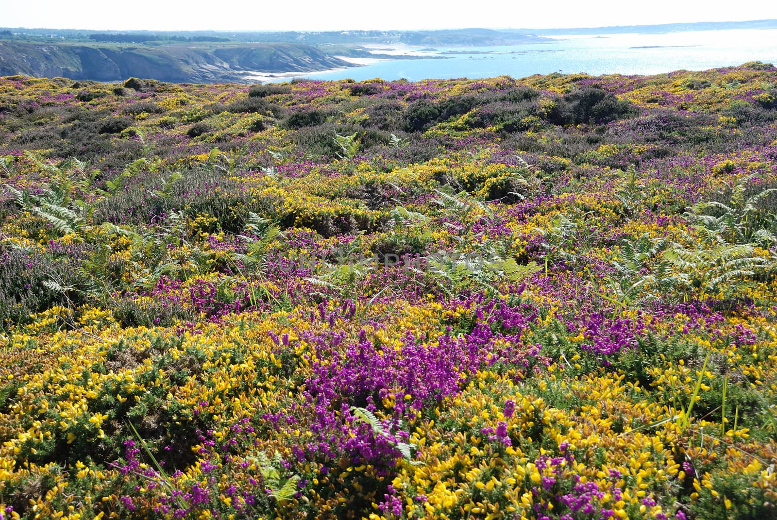 heathland with heather and gorse