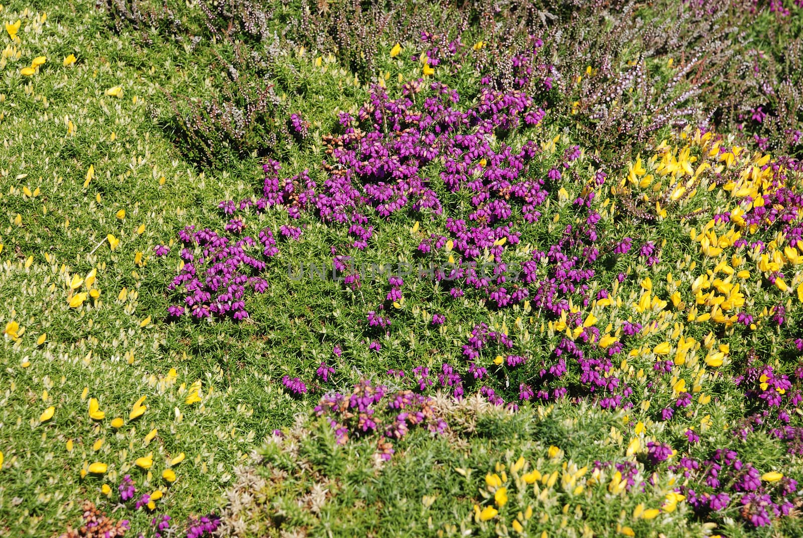heathland with heather and gorse