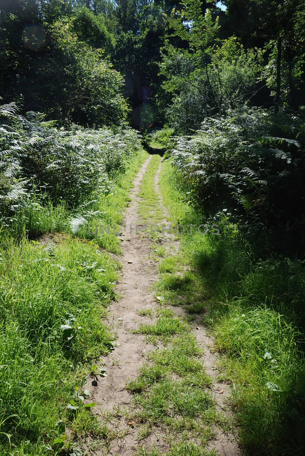 A path in summer
