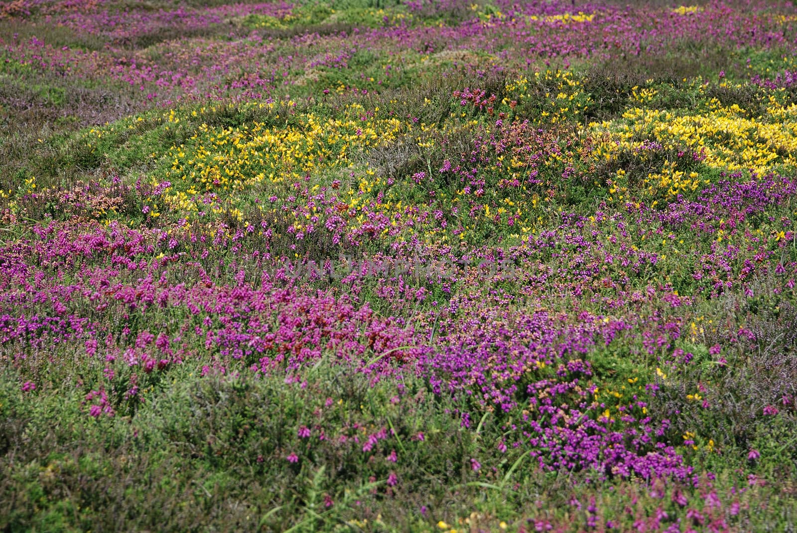 heathland with heather and gorse
