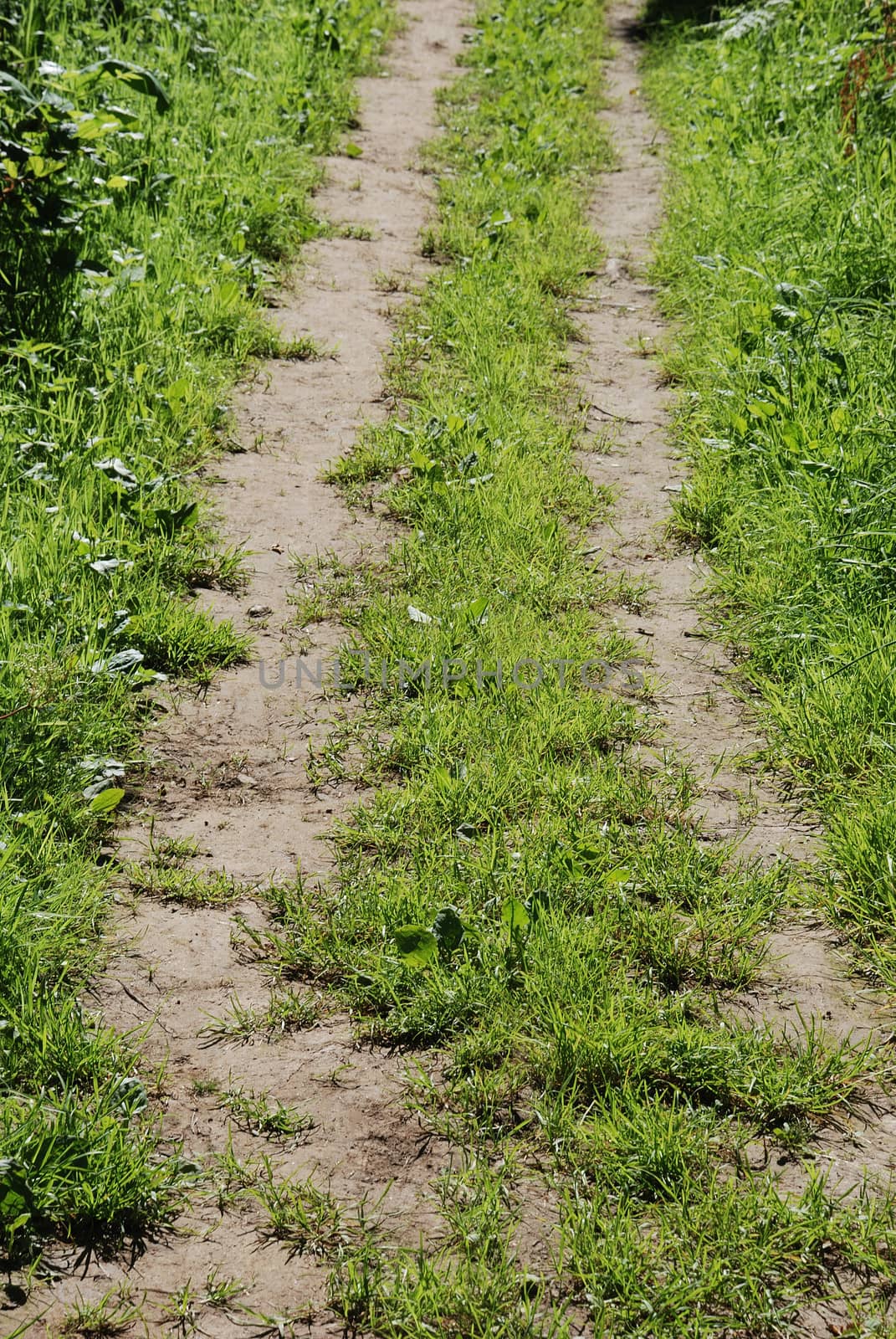 A path in summer