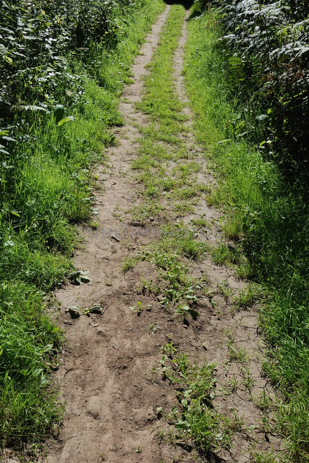 A path in summer