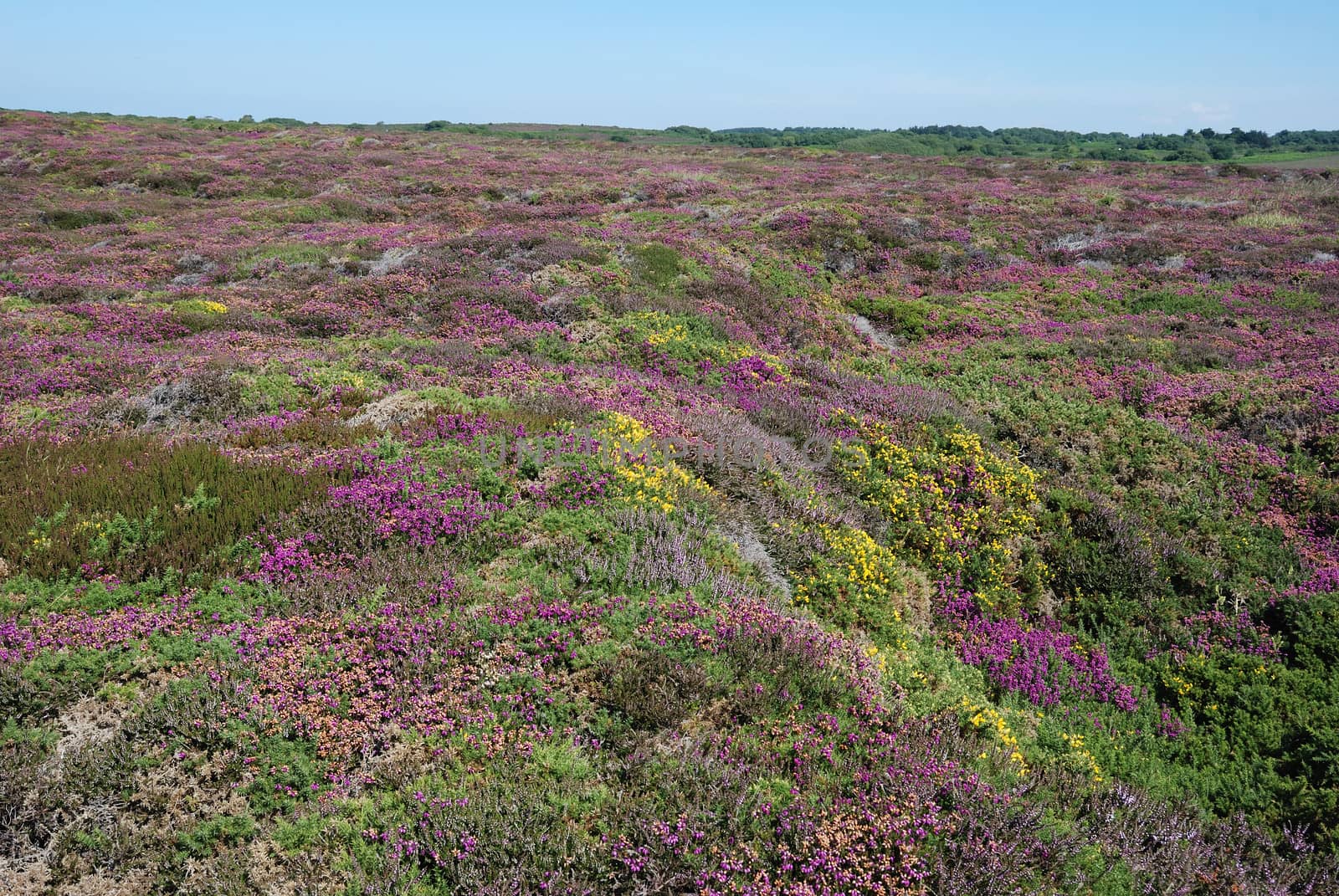 heathland with heather and gorse
