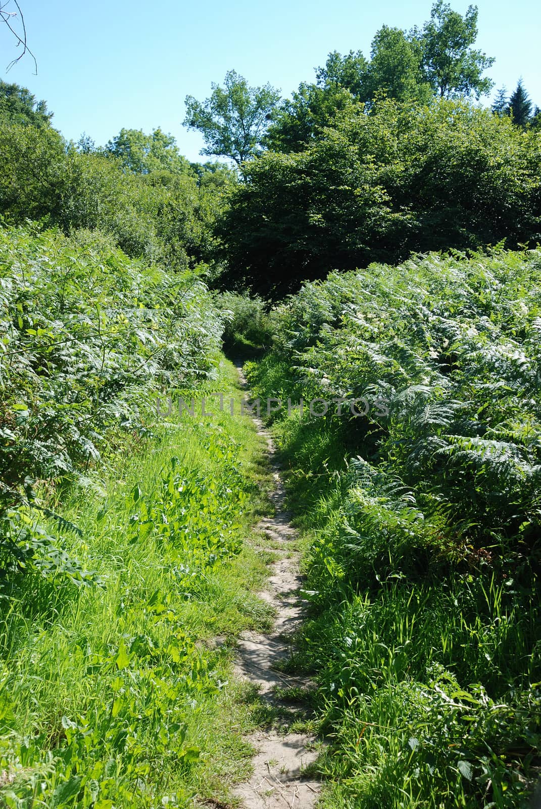 A path in summer