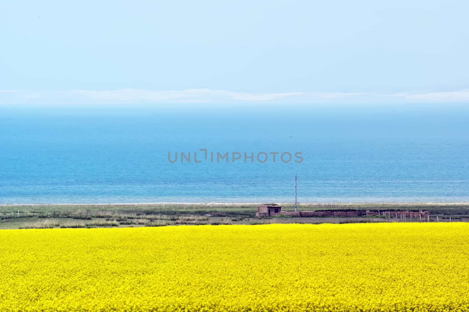 Barley and canola flower fields by xfdly5