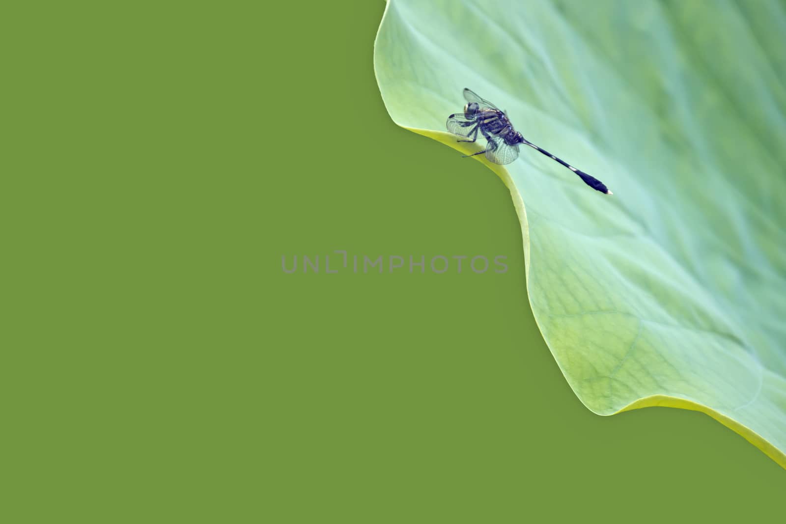 Dragonfly rest on the leaves of the lotus