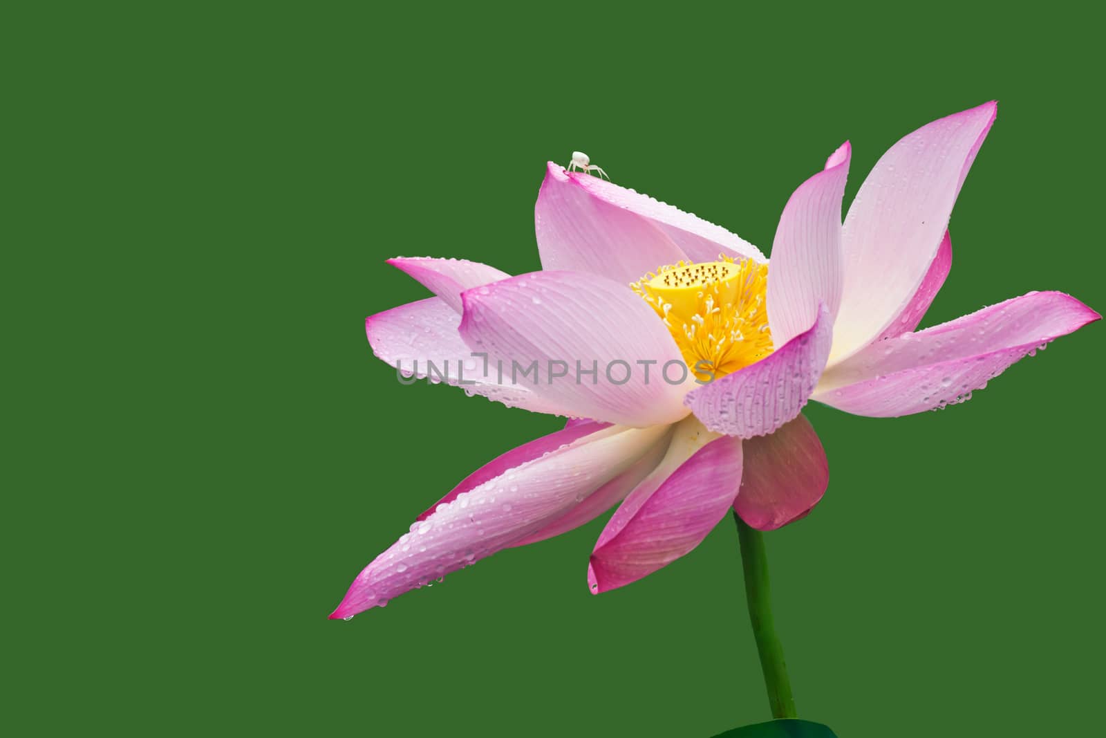 Lotus by xfdly5