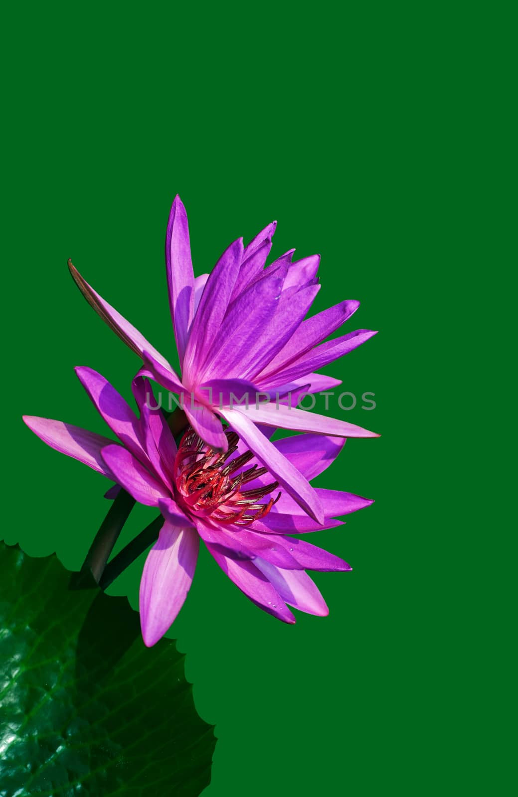 Purple  water lily flower closeup