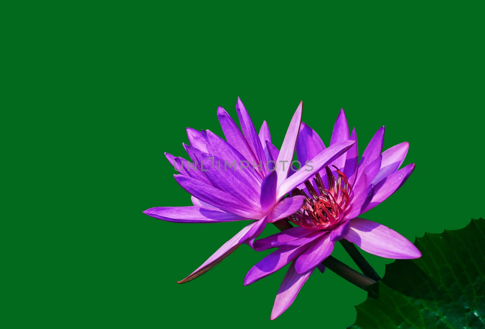 Water lily by xfdly5