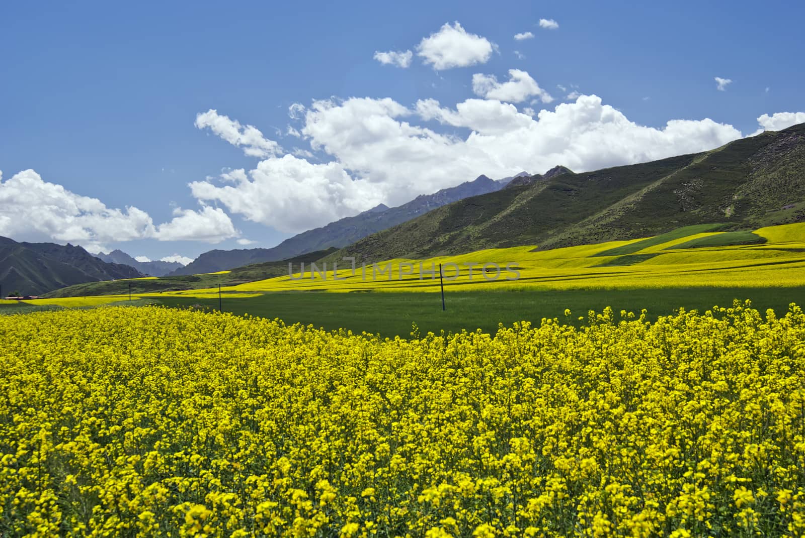 Barley and canola flower fields by xfdly5