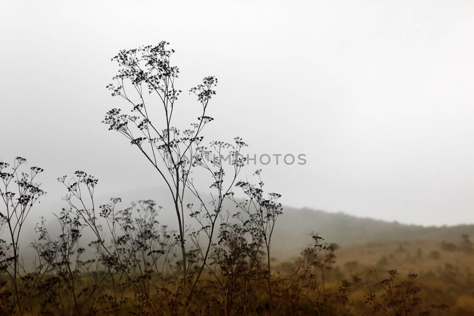 Plants on a background of a foggy autumn landscape