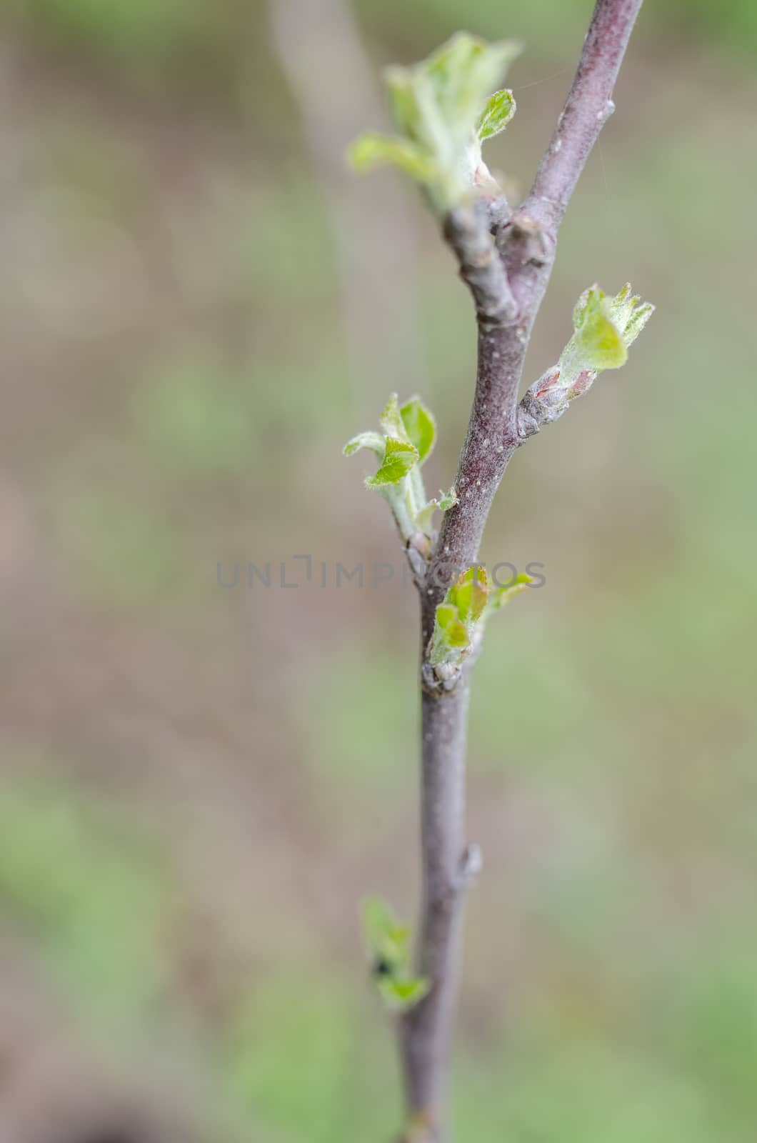 Detail of spring buds on plum tree. Shallow dof.