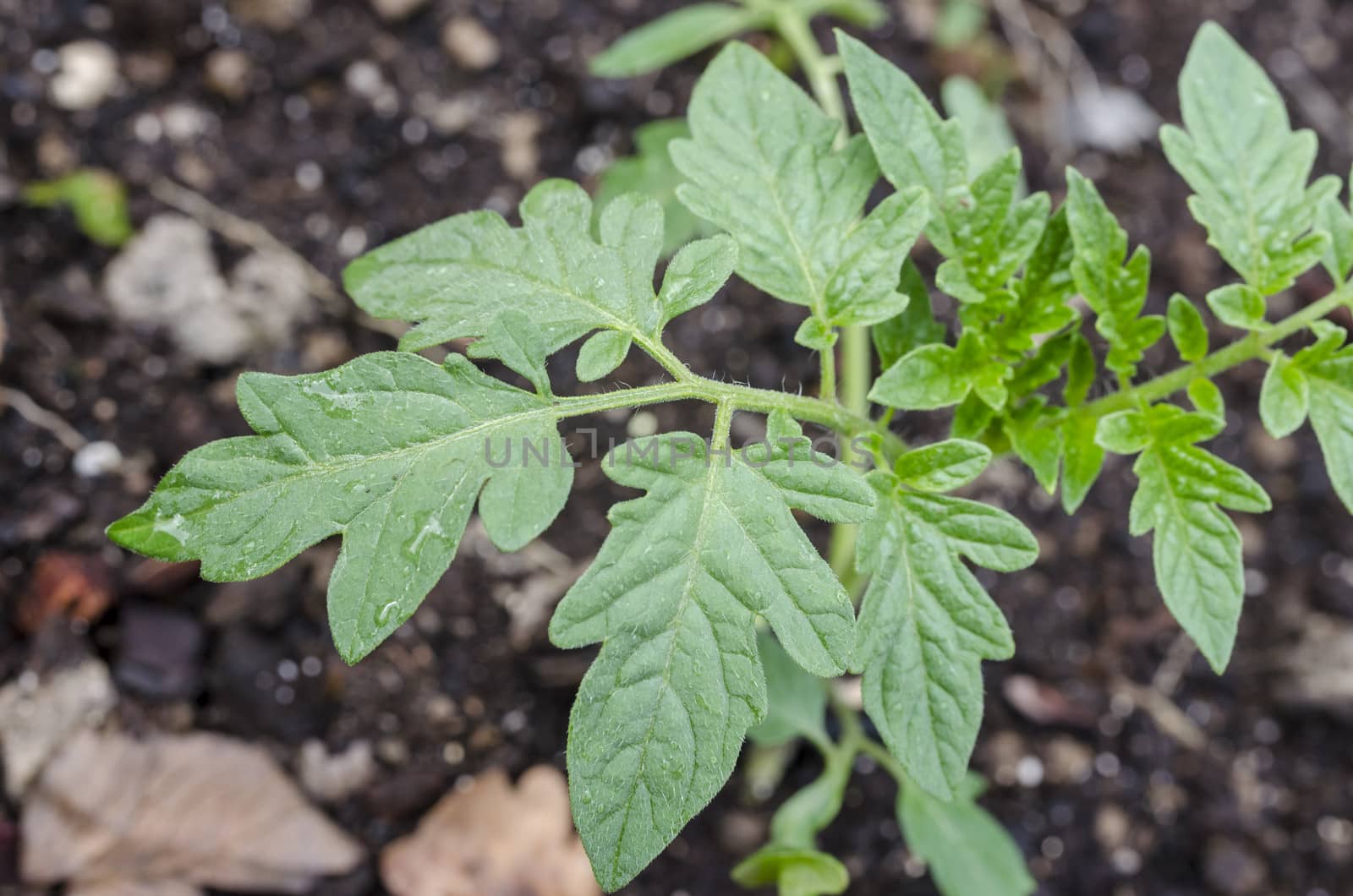 Top view of tomato seedling.