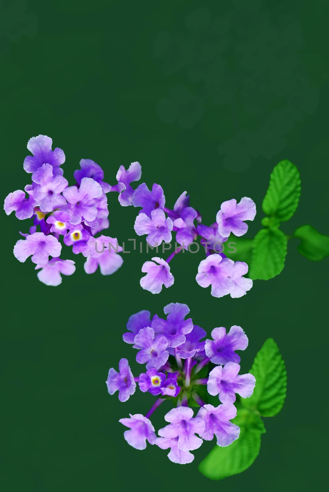 The scientific name of the Common Lantana flower is Lantana montevidensis