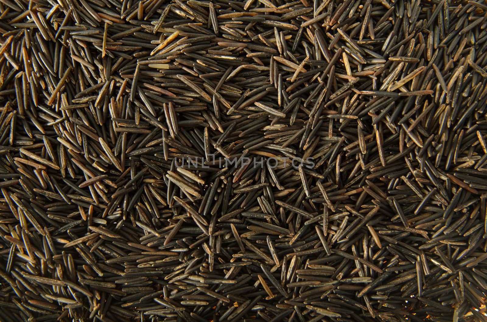 Wild Rice by dragon_fang