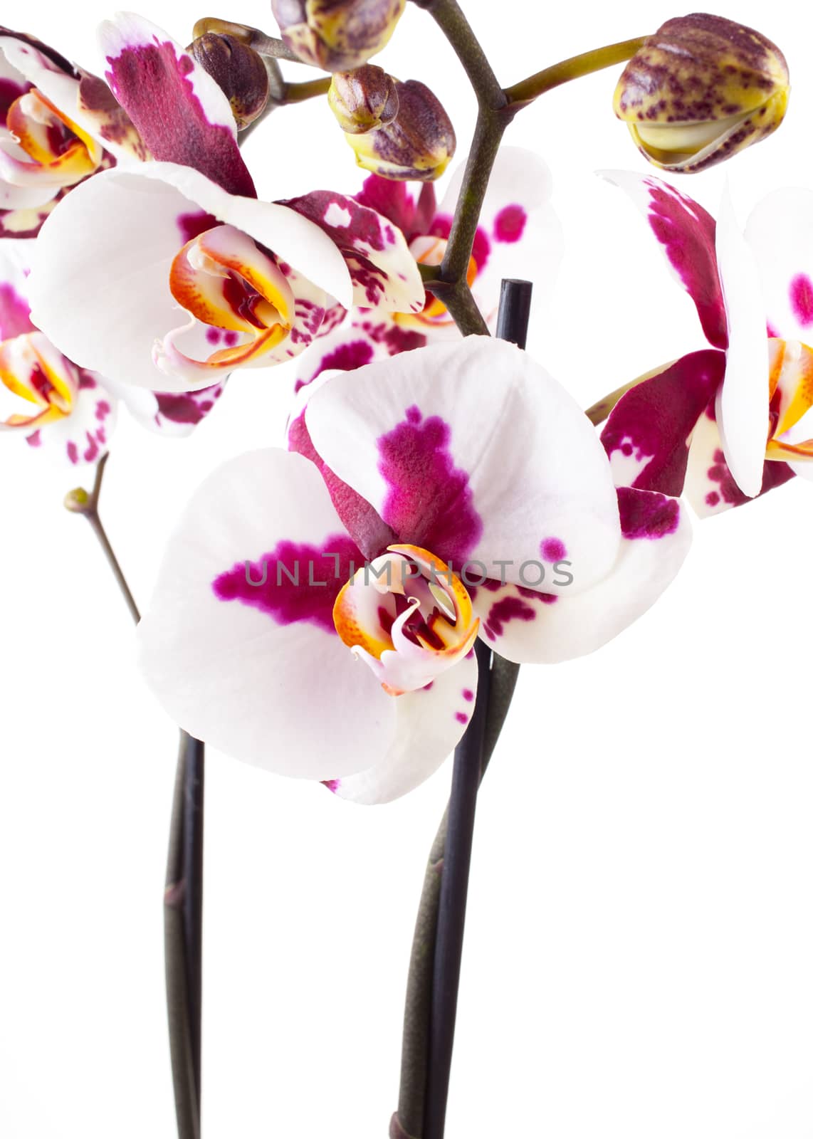 Beautiful white-violet orchid, it is isolated on a white background