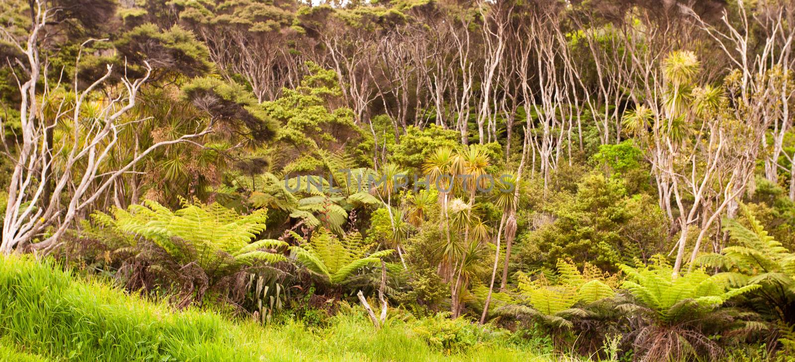 New Zealand North Island forest vegetation of fern trees and a canopy manuka new zealand teatrees Leptospermum scoparium
