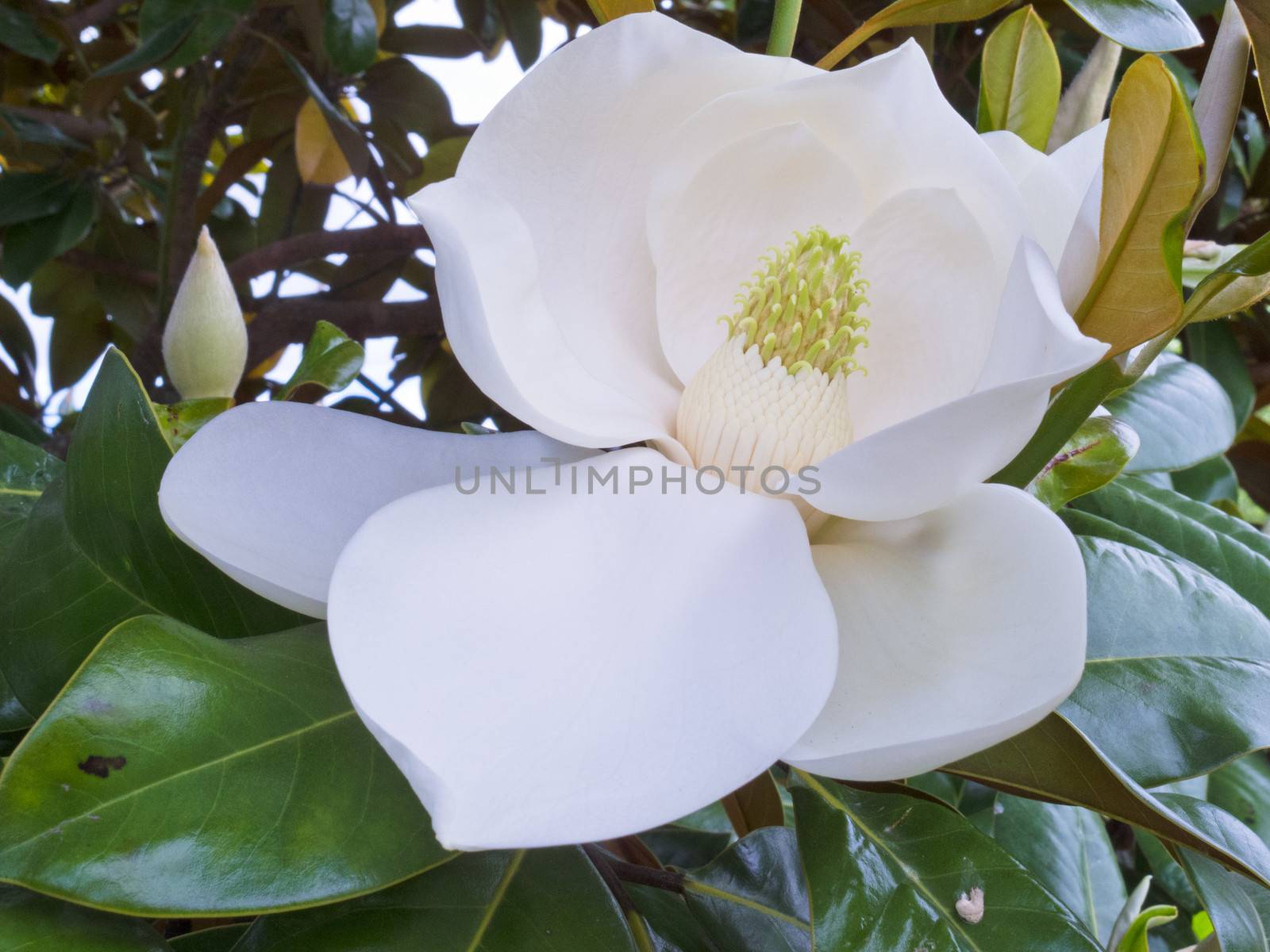 White Flower of Magnolia tree Magnolia sp. and leathery leaves close up