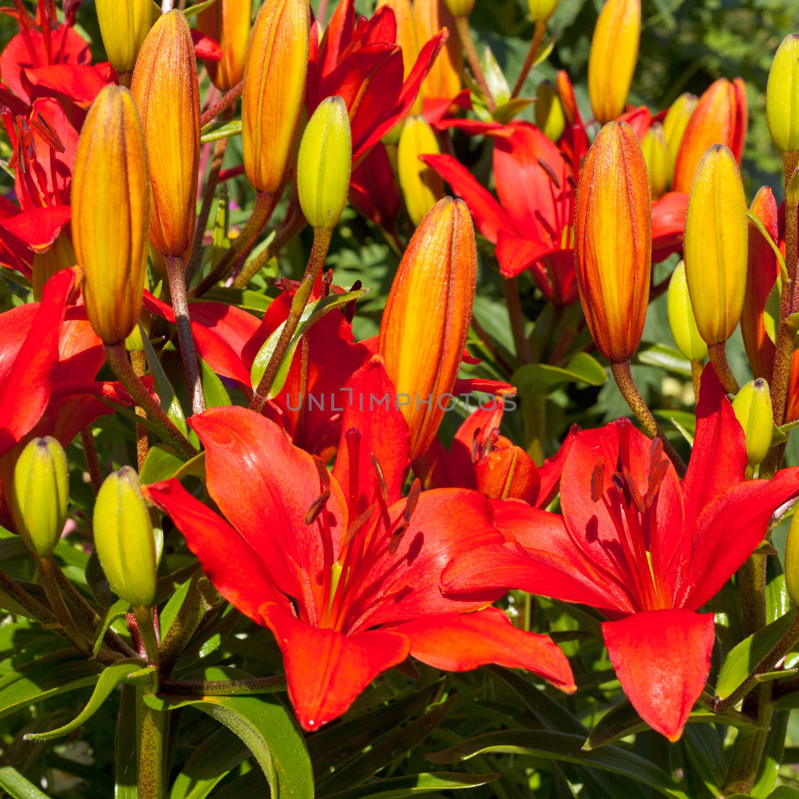 Bunch of red-orange blooming lily flowers Lilium sp. close-up in garden bed.