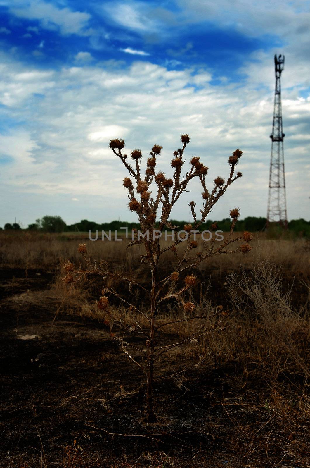 Thorn on the burnt soil and communication antenna as a symbol of environmental protection