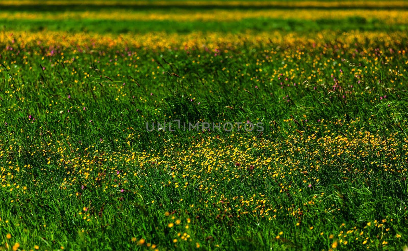 Spring summer background - blooming flowers field meadow shallow depth of focus